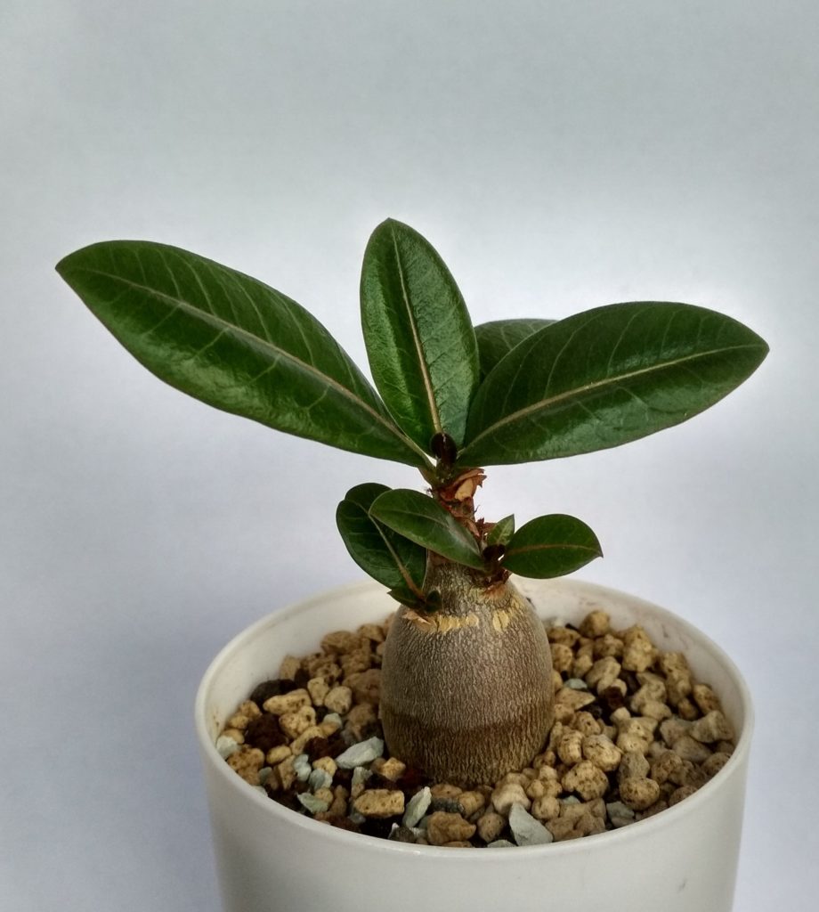 Опыт раннего ветвления adenium arabicum - Неколлекционерский блог о  суккулентах