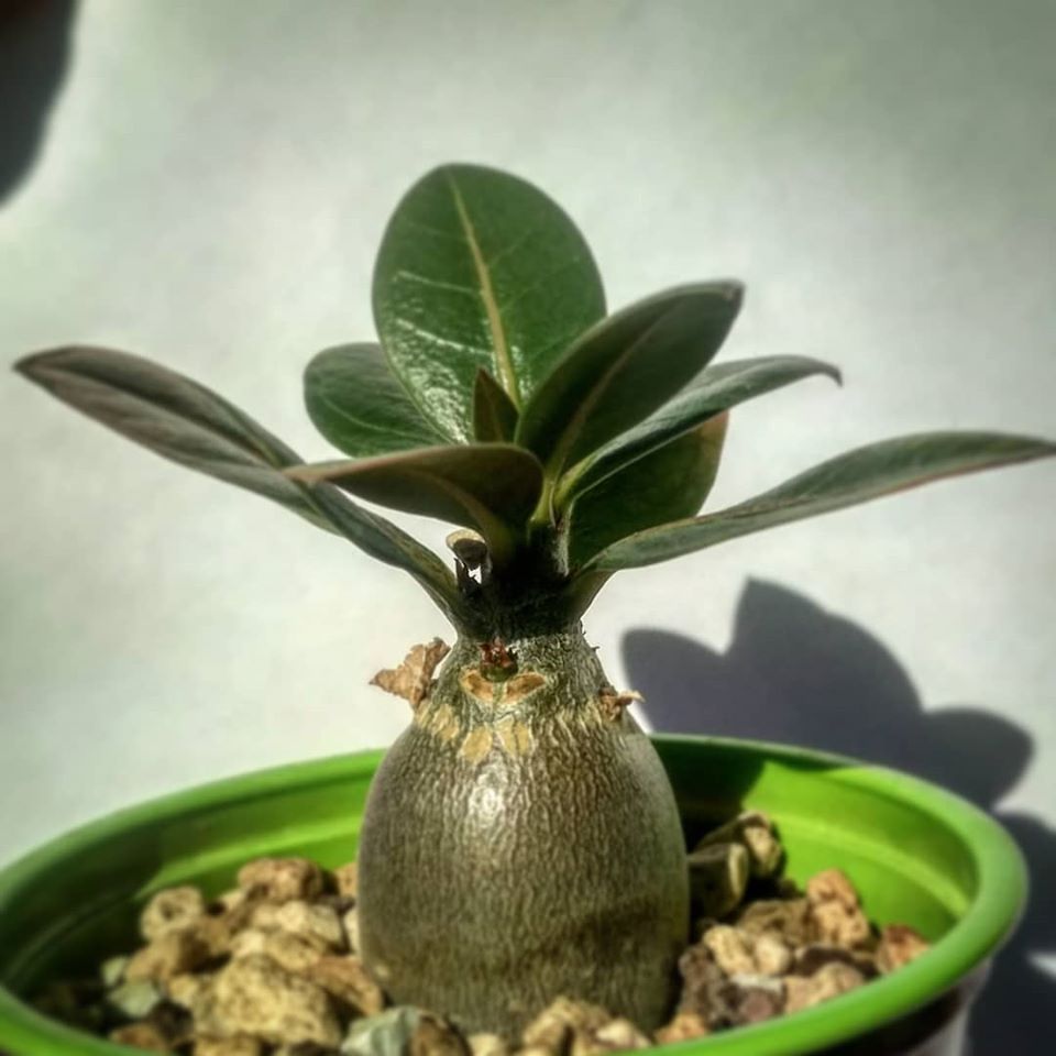 Опыт раннего ветвления adenium arabicum - Неколлекционерский блог о  суккулентах